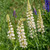 Outsidepride Lupine Noble Maiden  500 Seeds