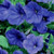 Outsidepride Petunia Grandiflora Blue  250 Seeds