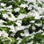 Outsidepride White Vinca Periwinkle Ground Cover Plant Seed  2000 Seeds