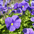 Outsidepride Light Blue Pansy  1000 Seeds