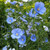Outsidepride Flax Sky Blue  1000 Seeds