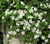 Outsidepride Bacopa Snowtopia White Sutera cordata Flower Seed  20 Seeds