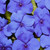 Outsidepride Impatiens Blue Flower Seeds  100 Seeds
