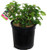 Rubus Chester Thornless Raspberry EdibleShrub blackberry #2  Size Container