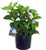 Hydrangea mac Nantucket Blue Reblooming Hydrangea Shrub RB pink or blue #3  Size Container