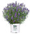 Proven Winners  Caryopteris X cland Beyond Midnight Bluebeard Shrub  #2  Size Container