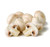 Champignon Mushrooms Mycelium Latin Agaricus bisporus White Button Seeds Mushrooms Spawn Mycelium