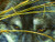 SunsOut Wolf Eyes and Reeds 500 pc Jigsaw Puzzle