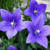 300 Seeds Platycodon Grandiflorus Plant Seed  Balloon Flower SeedBaggage Flowers Seed Blue