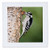 3dRose Downy Woodpecker on Birch Tree with Bittersweet Vine, Marion Co. Il - Quilt Square, 10 by 10-Inch (qs_205674_1)