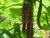 Stonysoil Seed Company Cherokee Trail of Tears Pole Bean Seeds