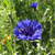 WULOONSO Bachelor Button TallBlue Cornflower Flower Seeds Centaurea Cyanus