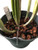 Orchid Nerd 5 inch Rhizome Orchid Clips Plastic Pot 10 Pack
