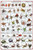 Laminated Arachnida Spiders Educational Science Chart Poster Laminated Poster 24 x 36in