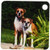 3dRose Two Boxer dogs - US05 ZMU0055 - Zandria Muench Beraldo - Key Chains, 2.25 x 4.5 inches, set of 2 (kc_88772_1)