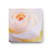 Provence Sante PS Gift Soap Wild Rose 27oz 4 Bar Gift Box