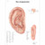 3B Scientific VR1821L Glossy UV Resistant Laminated Paper Ear Acupuncture Anatomical Chart Poster Size 20 Width x 26 Height
