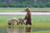 Posterazzi DPI2099698 Coastal Brown Bear Sow With Her Two Spring Cubs At Hallo Bay Katmai National Park Alaska Poster Print 17 x 11