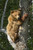 Brown bear Ursus arctos yearling cub climbing down from balsam poplar tree Populus balsamifera in summer Katmai National Park and Preserve Southwest Alaska Poster Print 12 x 19