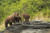 Posterazzi Brown bear sow and cubs in Kukak Bay Katmai National Park  Preserve Alaska Poster Print 19 x 12