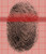 Arch Fingerprint Poster Print by Spencer SuttonScience Source 18 x 24