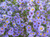 Smooth Blue Aster Symphyotrichum laeve Seed Balls  Bulk Seed Bombs for Guerrilla Gardening 50