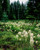 Posterazzi View of Bear Grass Xerophyllum tenax Willamette National Forest Linn County Oregon USA Poster Print by Panoramic Images 14 x 11 Varies