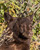 Posterazzi PDXLF1126SMALL Black Bear II Photo Print 18 x 24 Multi