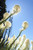 Posterazzi PDDUS38SWR0271 Bear Grass Xerophyllum tenax Mt Hood National Forest Oregon USA Photo Print 18 x 24 Multi