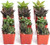 Shop Succulents  Haworthia Collection  Assortment of Hand Selected Fully Rooted Alluring Miniature Aloe Live Indoor Succulent Plants 12Pack