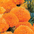 Park Seed Parks Whopper Orange Marigold Seeds Includes 25 Seeds in a Pack