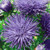 NIKITOVKA Seeds Needle Aster Impression Blue 200 Seeds Non GMO HeirloomOpen Pollinated for Planting