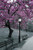 Buyartforless New York Central Park Blossom 36x24 Photograph Art Print Poster Trees in Bloom Violet Black and White NYC New York City Manhattan Buyartforless New York Central Park Blossom 36x24 Photograph Art Print Poster Trees in Bloom Violet Black and White NYC New York City Manhattan