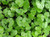Dichondra Repens Seeds - 1 Pound