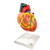 Evotech Scientific Human Heart Model for Anatomy 2  Part Heart Models Anatomy Life Size Medical Heart Model