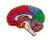 Pinsanity Anatomical Structure of Brain Enamel Lapel Pin