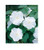 Davids Garden Seeds Flower Morning Glory Moonflower 6634 White 25 NonGMO Heirloom Seeds