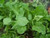 Arugula Italian Cress Rocket Bulk 12000 Seeds Great Heirloom Vegetable