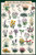 North American Wildflowers Educational Science Reference Chart Print Poster 24x36