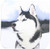 3dRose cst_4438_1 Siberian Husky Soft Coasters, Set of 4