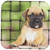 3dRose cst_4142_1 Brindle Boxer Puppy Soft Coasters, Set of 4
