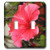 3dRose lsp_202483_2 Pink Hibiscus in Bloom Double Toggle Switch