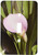 3dRose lsp_4273_1 Pink Calla Lily Single Toggle Switch