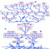Guggenheim Family Tree Poster Print by Science Source 18 x 18