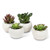 Abbott Collection 27MOJAVE/09 Succulents in Pot Set of 4 White