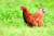 Nature s Seed Great Plains Poultry Pasture Blend 1500 sq  ft