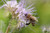 Nature s Seed Southwest Desert Honey Bee Pasture Blend 1500 sq  ft
