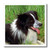 3dRose Border Collie Iron on Heat Transfer for White Material, 10 by 10-Inch