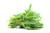 Roquette Arugula Lettuce Seeds1000 Premium Heirloom Seeds Fantastic Addition to Your Home Garden Isla s Garden Seeds Non Gmp 85 Germination Rates Highest Quality Seed