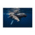 Trademark Fine Art Humpback Whale Family by Barathieu Gabriel 12x19Inch 12x19